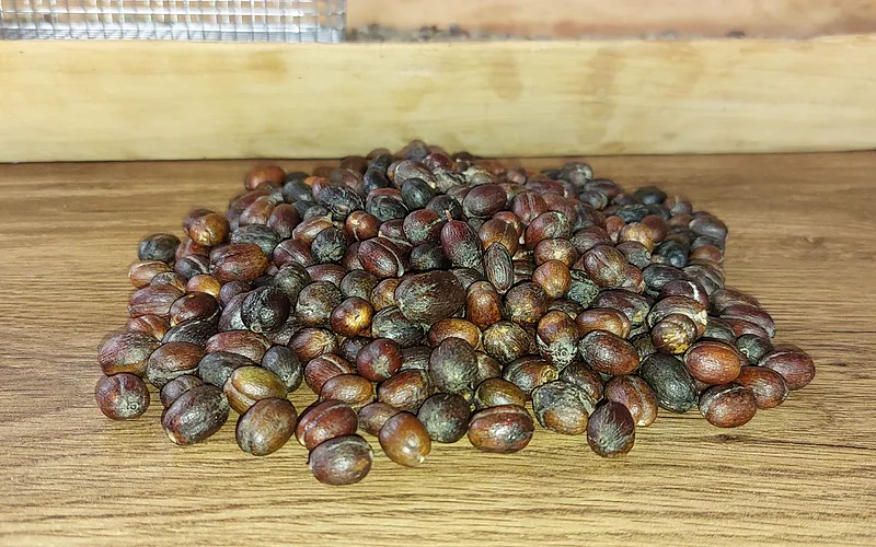 Café de Finca de ejemplo Sucumbíos, proceso natural