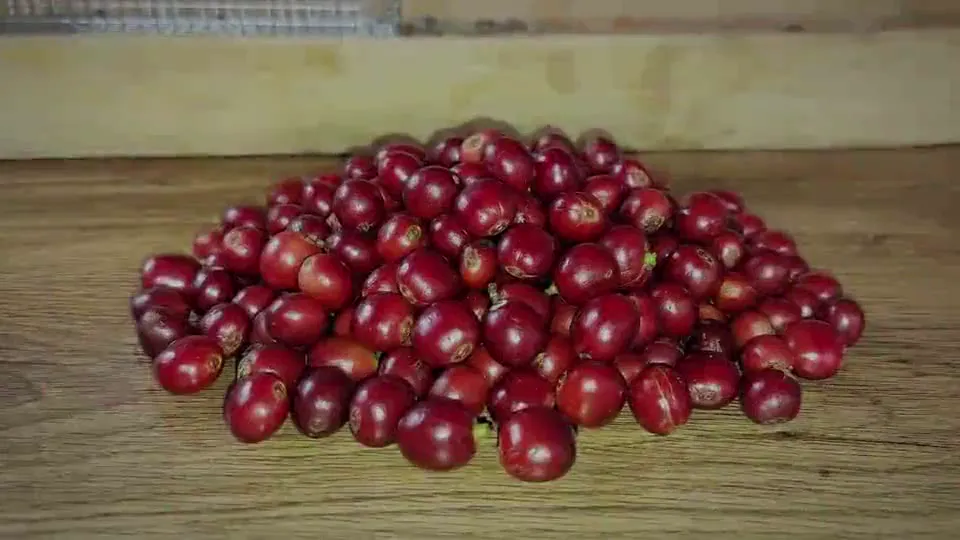 Cerezas de café maduras sobre una mesa de madera, primer paso de la transformación